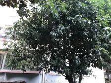 中环边,智创城板块,美丽家园示范园区,近地铁。