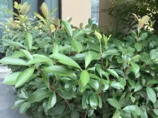 安居锦竹苑 2室1厅 南