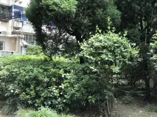 首付15%此房 1年单身可买,不靠马路,看房方便。