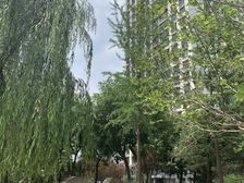 天居园急售小两居满五年唯一位置好落地窗