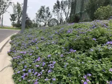 蓝光观岭国际社区翡翠湾 3室2厅 东南