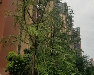 北新国际二期2室1厅南