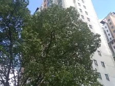 长风公园景观房,一梯两户,全明户型,南北通户型正,苏州河畔