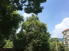 2000年大四房,户型方正,视野开阔,商品房,公园包裹