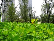 裕华满园 1室1厅 南