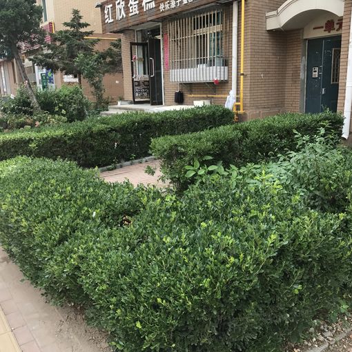 泡崖七区2室1厅1卫南北朝向1300.00元/月出租