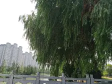 业主诚心出售,产证满五唯一 省税,地铁口!