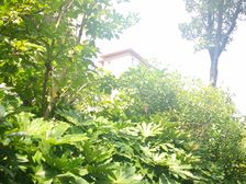 电梯房,叠加别墅,主卧朝南,环境优美