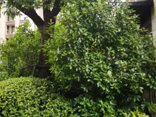 阳光城新界 2室2厅 南 北