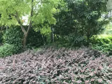 瑞虹新城怡庭 2室2厅 南