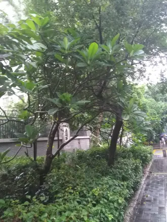 荟芳园