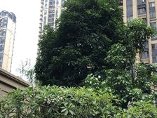 带精装,税费低,中海国企,2房看房方便,采光好。