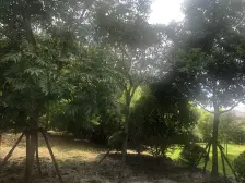 菊园新区·柳湖景庭·1室·2厅