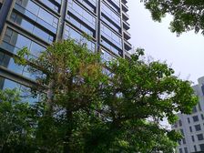 长安太和1室1厅西