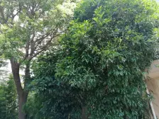 大开间,环境优美,居家装修,诚意出售