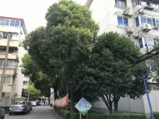 电梯房(即将装),中间楼层,采光好,装修棒,诚意卖