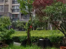 总高11的小洋房 板楼设计户型南北通透 推窗清风徐来