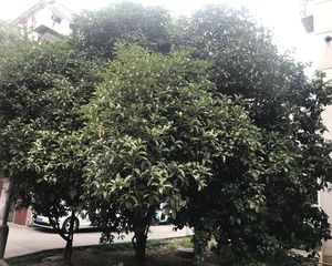头排二楼大车棚三房全日照