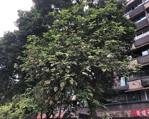 棕港公寓4室2厅南