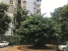 管委会集资房 3室2厅 南 北