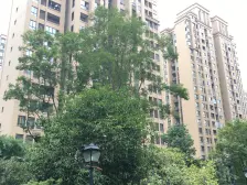 恒大未来城清水三房,户型方正,朝南 ,采光充足