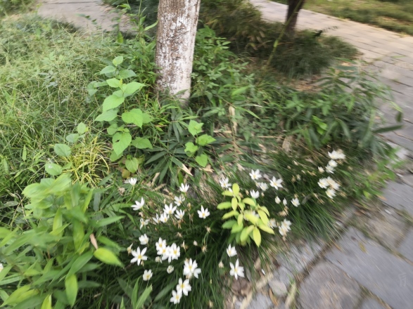 顺园八村
