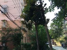 江湾·丰镇路14弄·2室·0厅