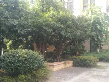 香溢花城二期 南北通透,采光好 装修好,环镜优美 周边匹套完善,,出行方便