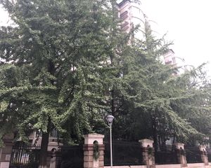 倍特金杏苑B区3室2厅南