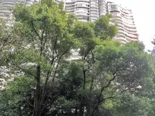 南坪东路 海棠晓月B区一房63万