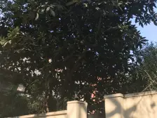 带车位 梧桐历史风貌区 翡悦里对面 一楼带12平方院子