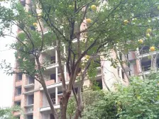 次新小区,花溪河畔,精装大3房2卫看中庭,采光好