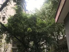 七星岗 华一坡片区二房87.5万