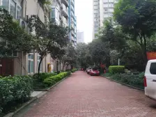 五朵金花 红梅花儿开朵朵放光彩 六年影响一生