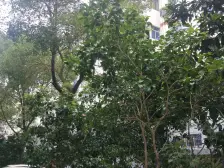 近地铁500米,三南一北四房,原飞机户型,不靠路。
