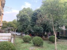 户型方正南北通透,一楼带有院子
