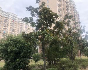 二梯四户,电梯房,主卧朝南,交通便利