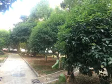 桃苑一区 南北通透,采光好 视野好,诚心出售