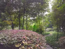 凤天路 升伟新民居 满5年证在手 适住 顶跃带花园