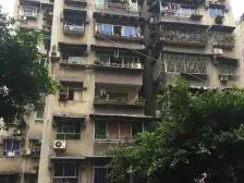 DU珊-瑚 精装修 拎包入住房屋户型方正 视野好