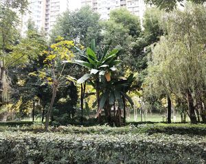 皇城花卉3室2厅东