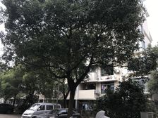 户型方正得房率高精装修可拎包入住