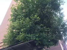 此房税费少 购房成本低 阳台在客厅