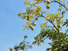北大资源莲湖锦城 107平别墅 业主急售 价格可谈