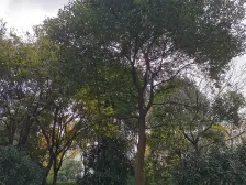 夏家桥100号5室2厅,挑高复式送南北大露台实用面积大视野好