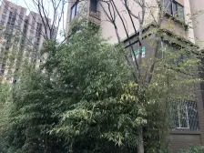 真边套,毛胚房,易装修,楼层低,采光不受影响