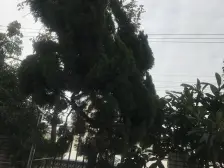 精装修 楼层好 真如古镇 环宇城和山姆 诚意出售