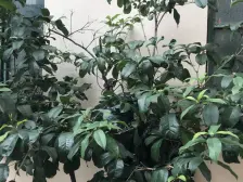 一楼带天井,边套全明两房一厅一卫,十年出一套