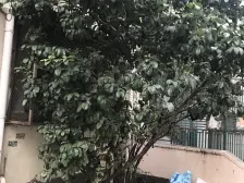 西谈家渡路81弄 1室1厅 南 北 西