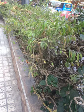 骏庭名园